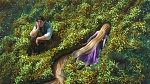 Image Raiponce