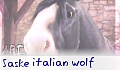 saske italian wolf
