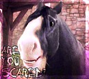 Avatar Angus