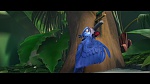 Image Rio