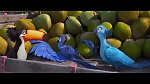 Rio picture