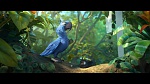 Rio 2 picture