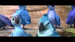 Rio 2 picture