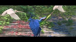 Rio 2 picture