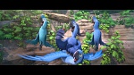 Rio 2 picture