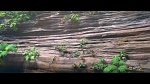 Rio 2 picture