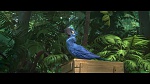 Rio 2 picture
