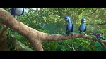 Rio 2 picture
