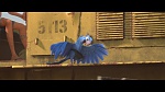 Rio 2 picture