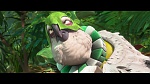 Rio 2 picture