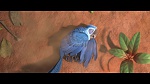 Rio 2 picture