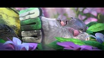 Rio 2 picture