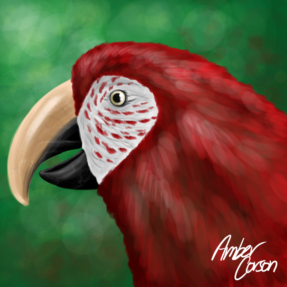 Green Wing Macaw