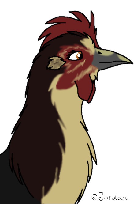 young hen