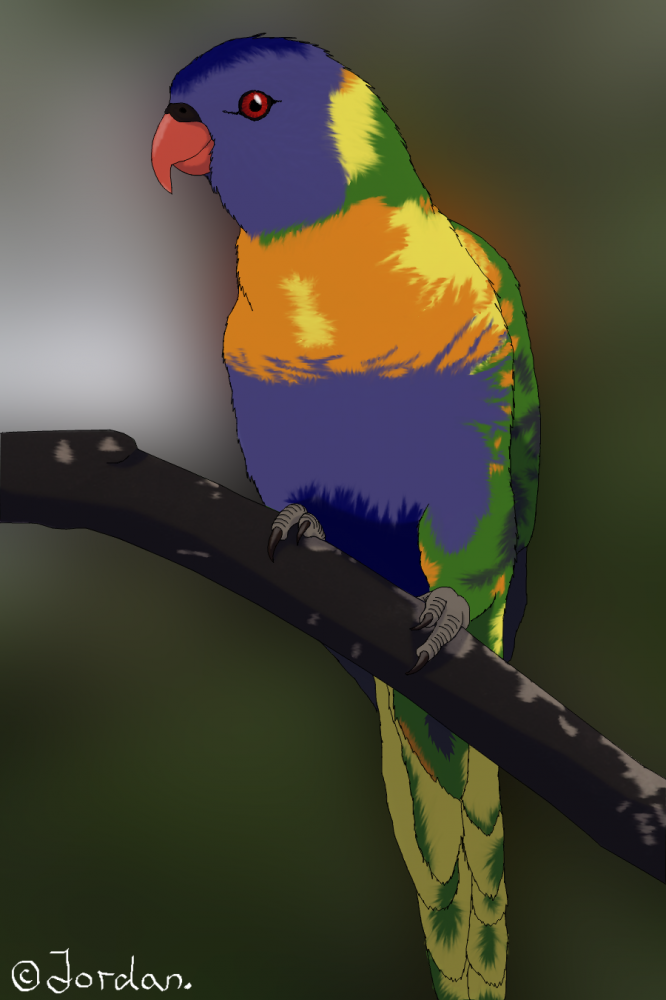 Contest entry - Rainbow Lorikeet