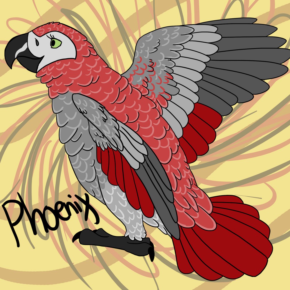 Gray OC-Phoenix
