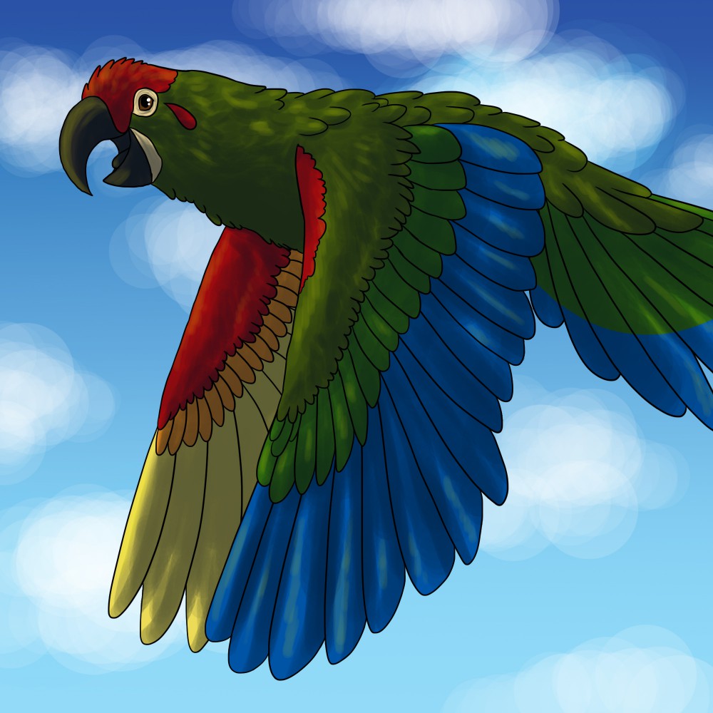 Red Fronted Macaw