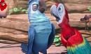 dispute, rouge et bleu 