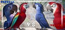Roberto vs Felipe