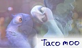 taco moo