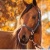 Horse1234@