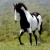 HorseFanatic