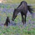 WildHorses22