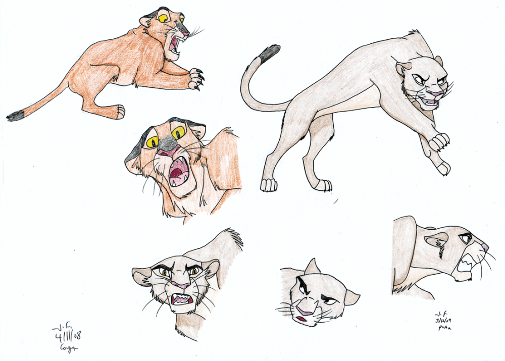 Cougar Pixs