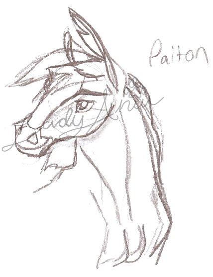 Paiton Headshot