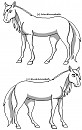 Mare and Stallion lineart