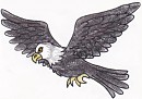 The eagle