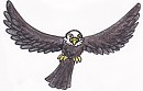 The Eagle...Again