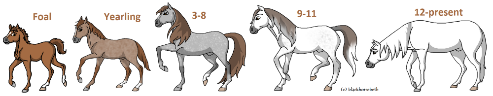 Whitew Fox ~ Foal to Present