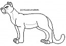 Cougar Lineart