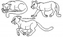 Cougars Lineart