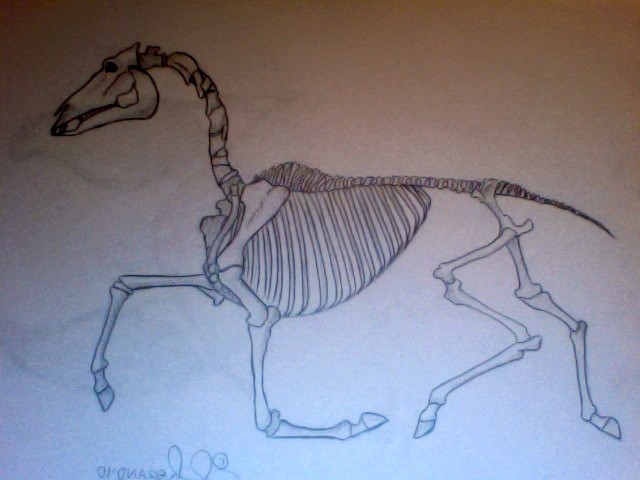 Anatomy