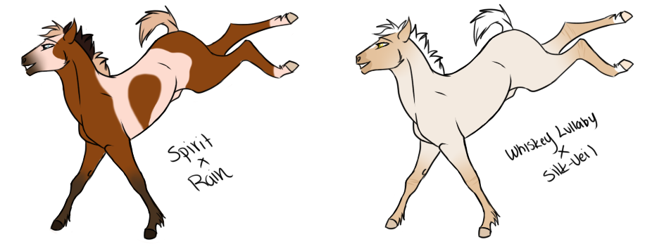 Colt Adoptables