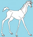 Filly Bonita - portrait