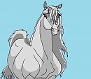 Adult Bonita - portrait