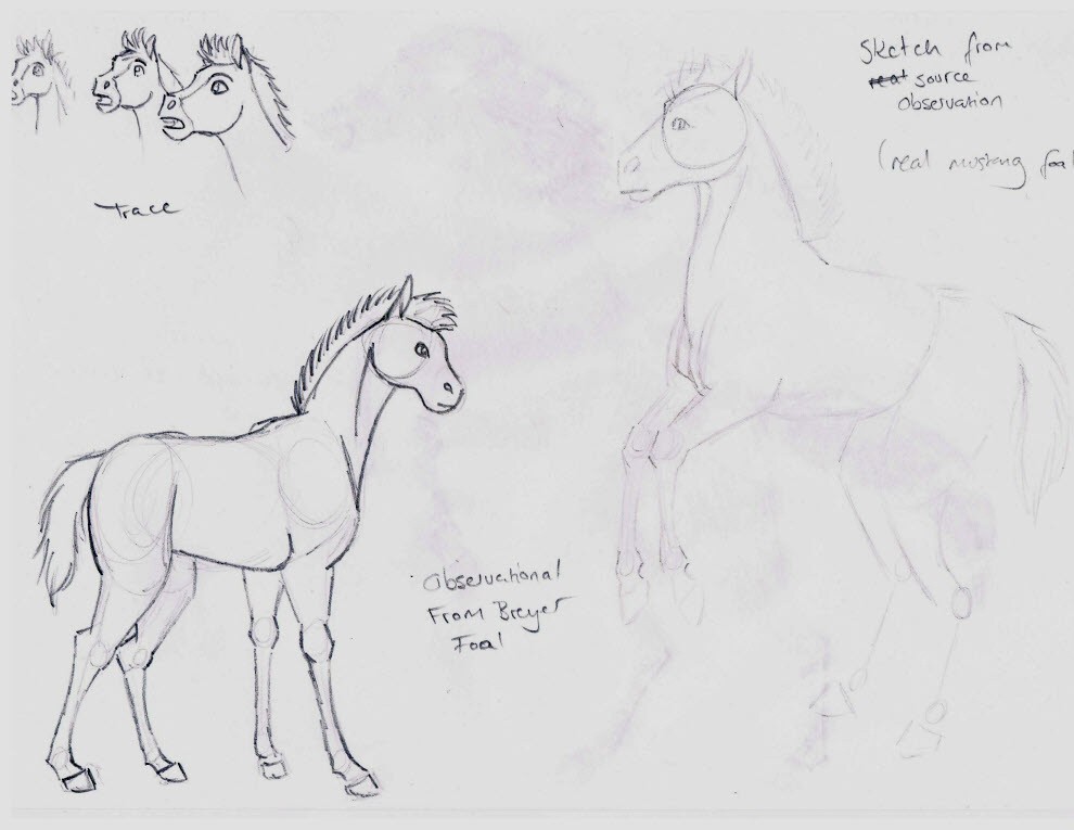 Foal Studies