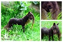 Needle Felted Io