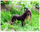 Needle Felted Io