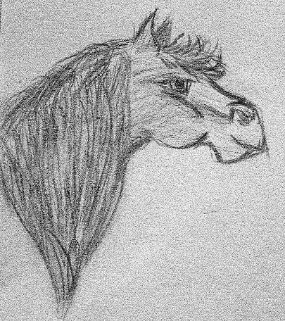 Horse drawing
