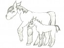 Spirit and Colly