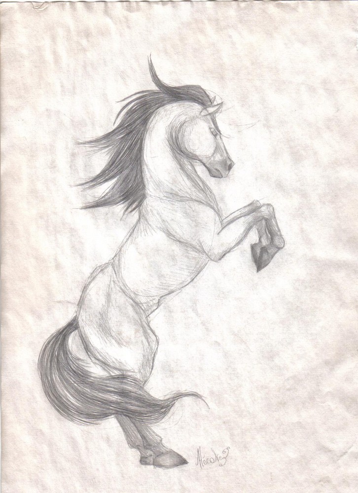 Wild Spirit