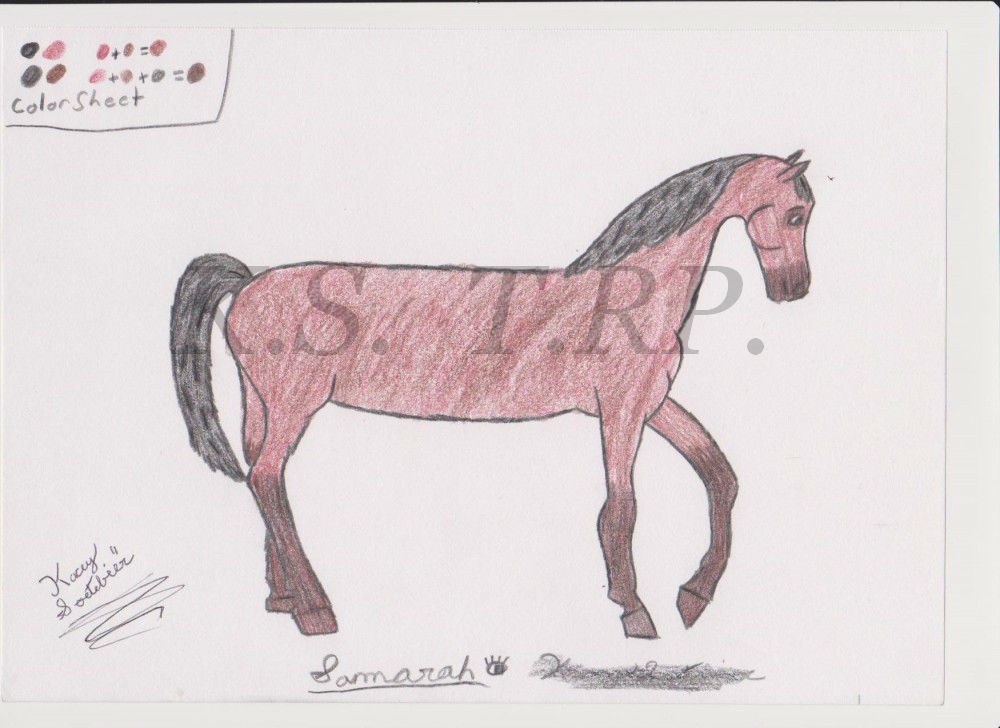 Samarah- Running Mare