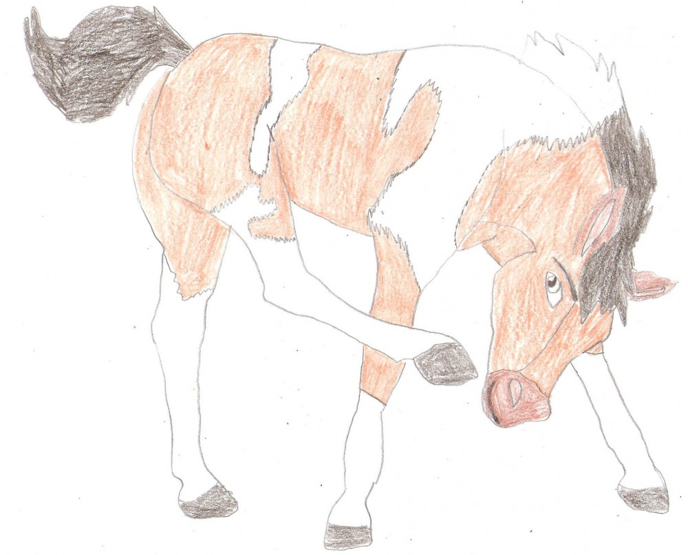 Storm- horses101 style