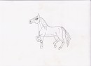 Show horse