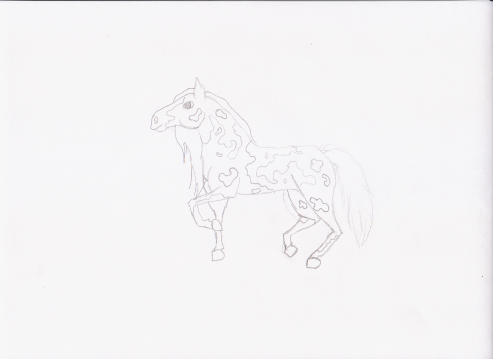 Paint/Pinto horse