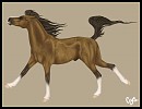 arabian stallion